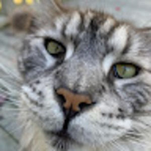 Meet your Posher, Maine coon